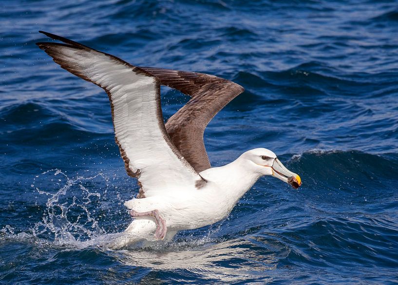 White-capped Albatross (Thalassarche steadi) by Beschermingswerk voor aan uw muur