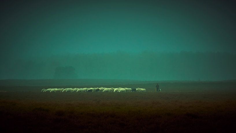 Berger avec son troupeau dans les landes de la Veluwe par Jenco van Zalk