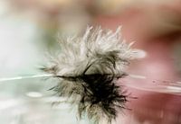down feather with reflection in water