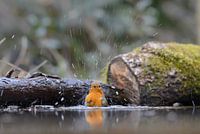 Bathing Robins