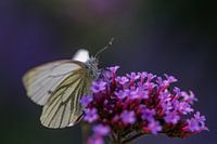 Schmetterling im lila Blütenmeer