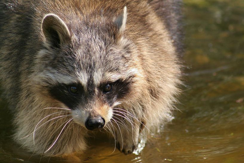 Wasbeer par Renate Peppenster