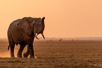 Elephant in the Dust