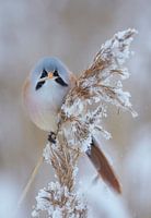 Bärtiger Mann (Panurus biarmicus) isst Schilffahne