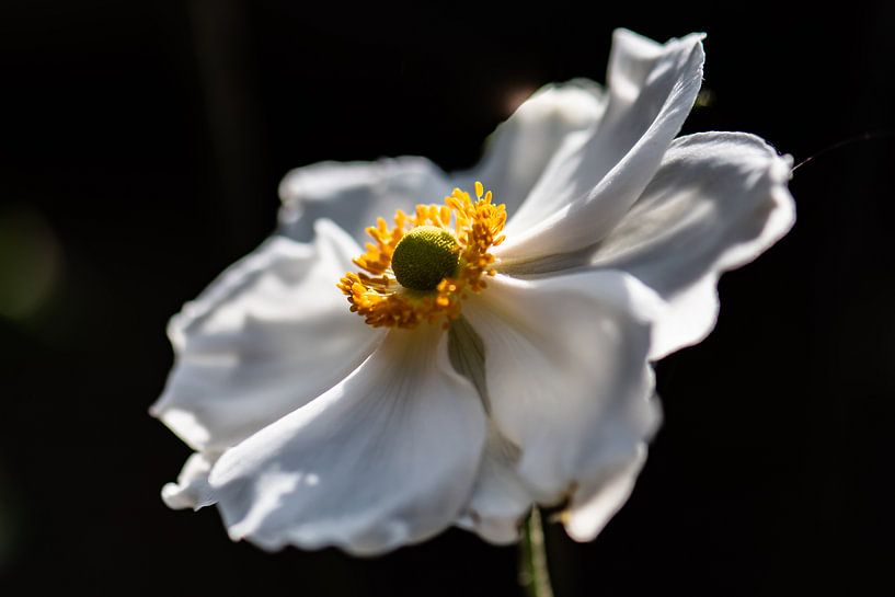 weiße Herbstaster von Tania Perneel