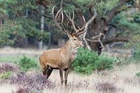 Rothirsche während der Brunftzeit