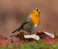 Der Robin