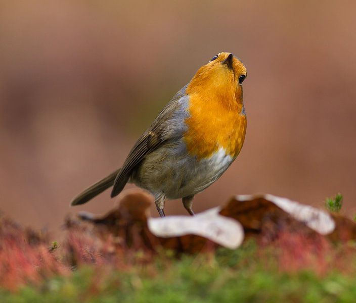 Der Robin von Leon Versaevel