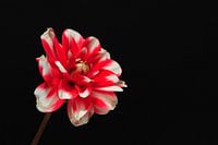 "Vibrance" - Rot / weiße Dahlie auf schwarzem Hintergrund
