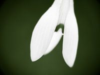 Snowdrop
