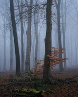 Beech tree in a wintry and misty forest