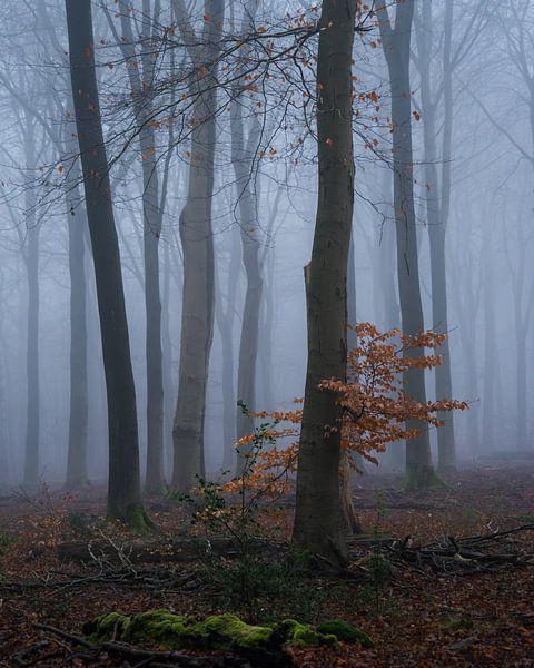 Beech tree in a wintry and misty forest by Nick Holland