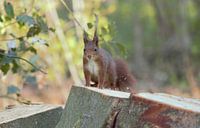 Eichhörnchen auf Baumstumpf
