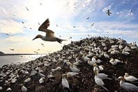 Colonie de fous de Bassan en contre-jour.