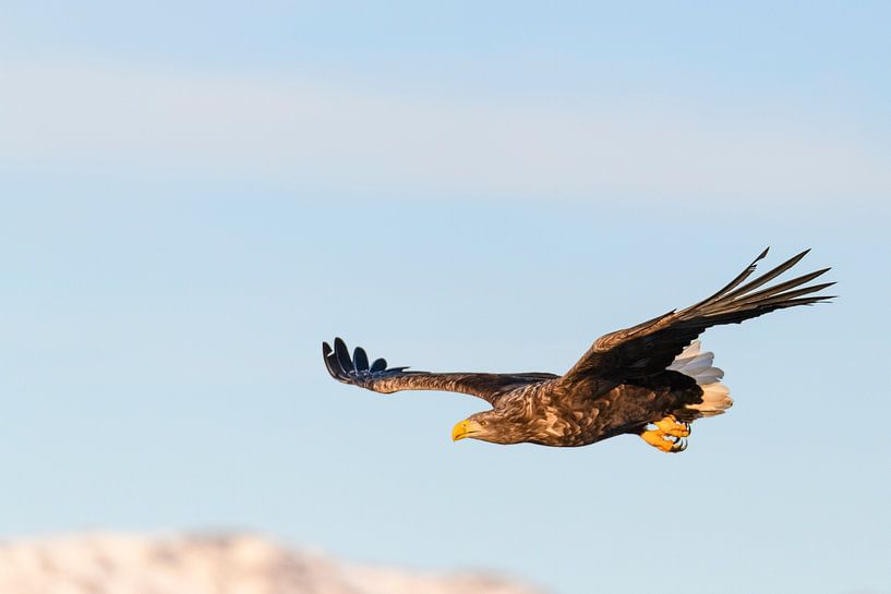 Zeearend vliegend in de lucht van Sjoerd van der Wal Fotografie