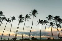 Kauai Palms