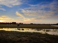 Kühe bei Sonnenuntergang