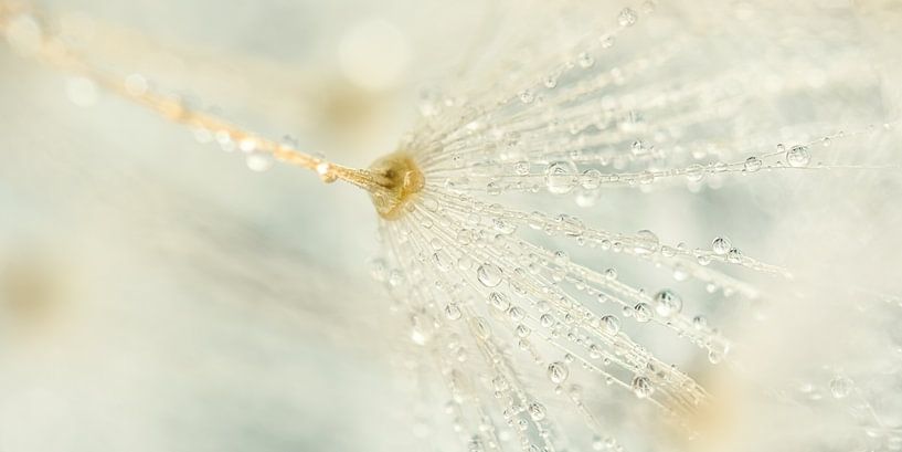 Pastellfarbenes Panorama: Tropfen auf dem Flaum des Löwenzahns von Marjolijn van den Berg