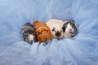 Tulle bleu cochon d'Inde