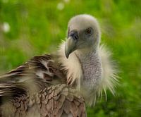 Großer imposanter Geier