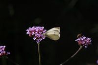 Koolwitje ontmoet ijzerhard