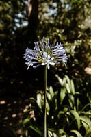 Flower from Portugal no. 4