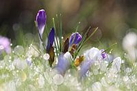 Crocuses in the morning dew