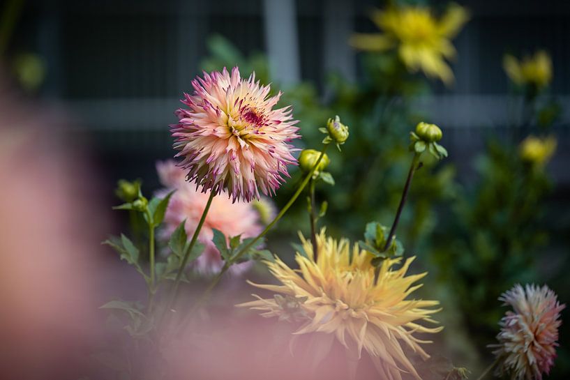 Dahlienpracht im Spätsommer von Foto Oger