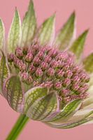 Viel Rosa: Ein Olivgrün mit rosa Sea Knot