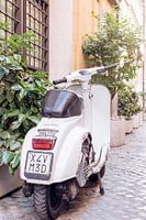 Parked white retro scooter at plants in Rome