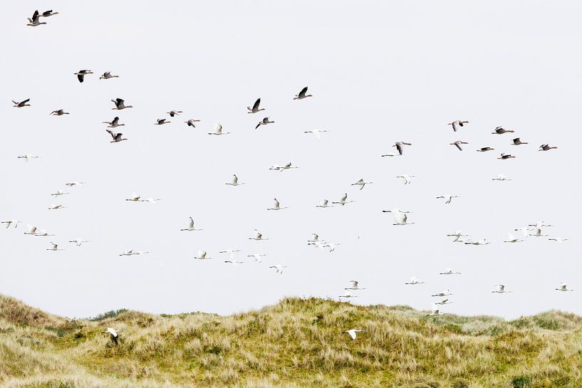 Purple flying over dunes by Anja Brouwer Fotografie