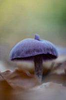 Ein violetter Pilz auf dem Waldboden zwischen den Blättern. Herbstliches Detail im Wald.