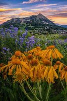 Crested Butte Colorado Wildblumen Foto - Mountain Home Wandkunst - Sommer Landschaft Fotografie