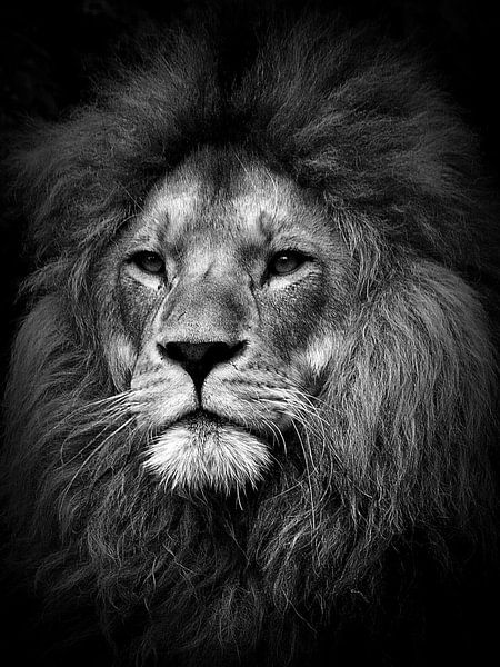 Löwe - the lion - leeuw par Reiner Borner