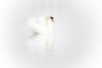 flottant sur l'eau, profitant de la tranquillité