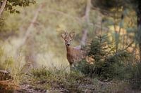 Reebok in der goldenen Stunde