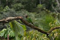 Rainbow collored parrot of Costa Rica