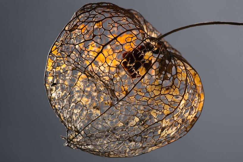 Herstlampion van Arie Jan Kraai