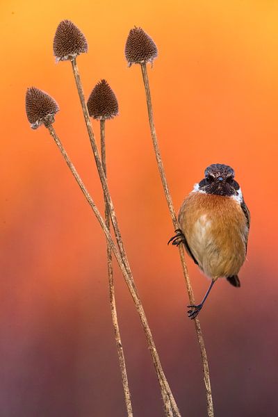Wintering male European Stonechat (Saxicola rubicola) in Italy. by AGAMI Photo Agency