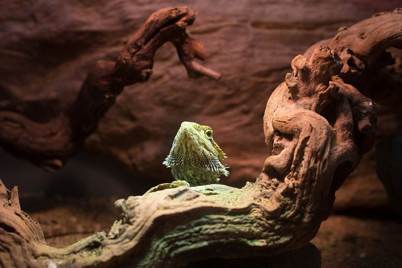 Bartagame im Terrarium von Yannick uit den Boogaard