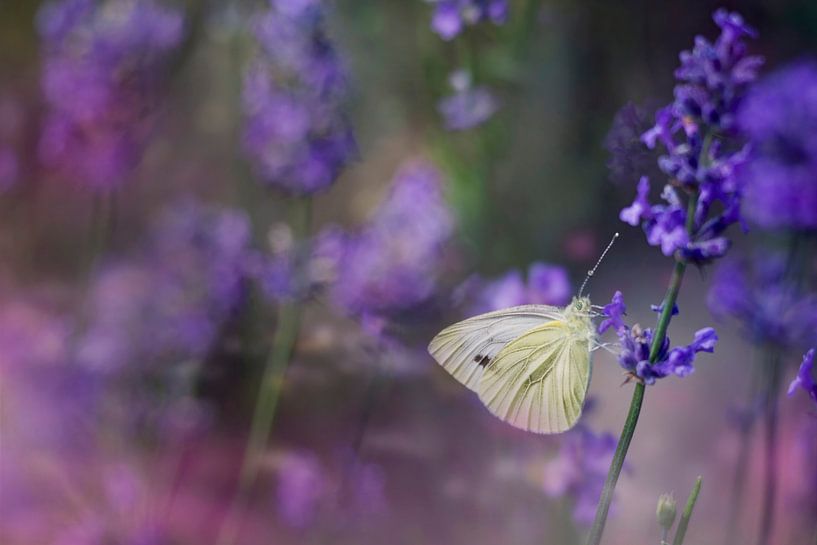Photo of a white butterfly on a purple flower by Joriali photography and paintings