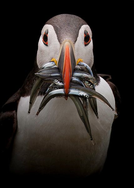 Puffin closeup with fish van Patrick van Bakkum