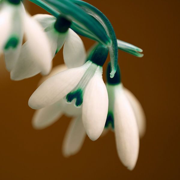 Fine art flowers by Jolanda de Jong-Jansen