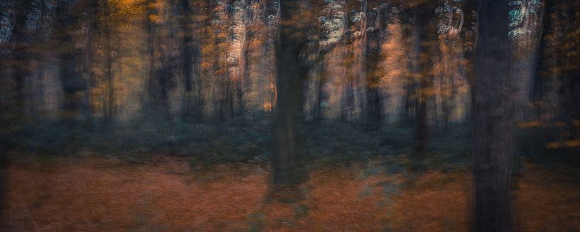 Herfstbos avondgloren  by Chantal van Dooren
