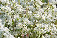 Fleurs blanches avec du soleil