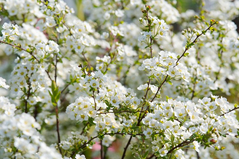 White blossoms with sunshine by Ivonne Fuhren- van de Kerkhof