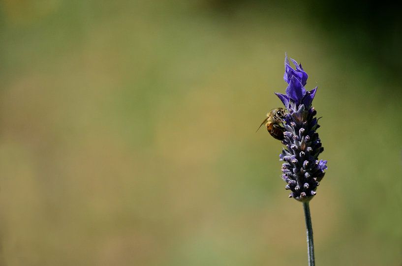 Nature Minimaliste - Abeille sur une fleur de lavande par Carolina Reina Photography