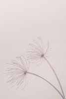 Schoonheid van de natuur 7