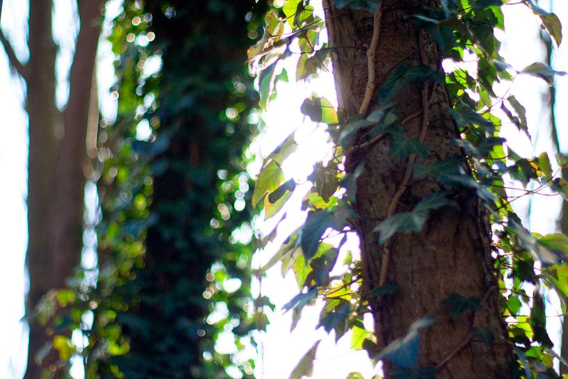 Close-up van bomen met zonlicht by André van Bel