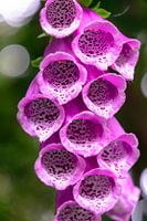 Stehende Nahaufnahme von rosa Fingerhut